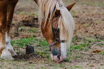 Maintain Horse Hoof Health with This Easy Care Routine
