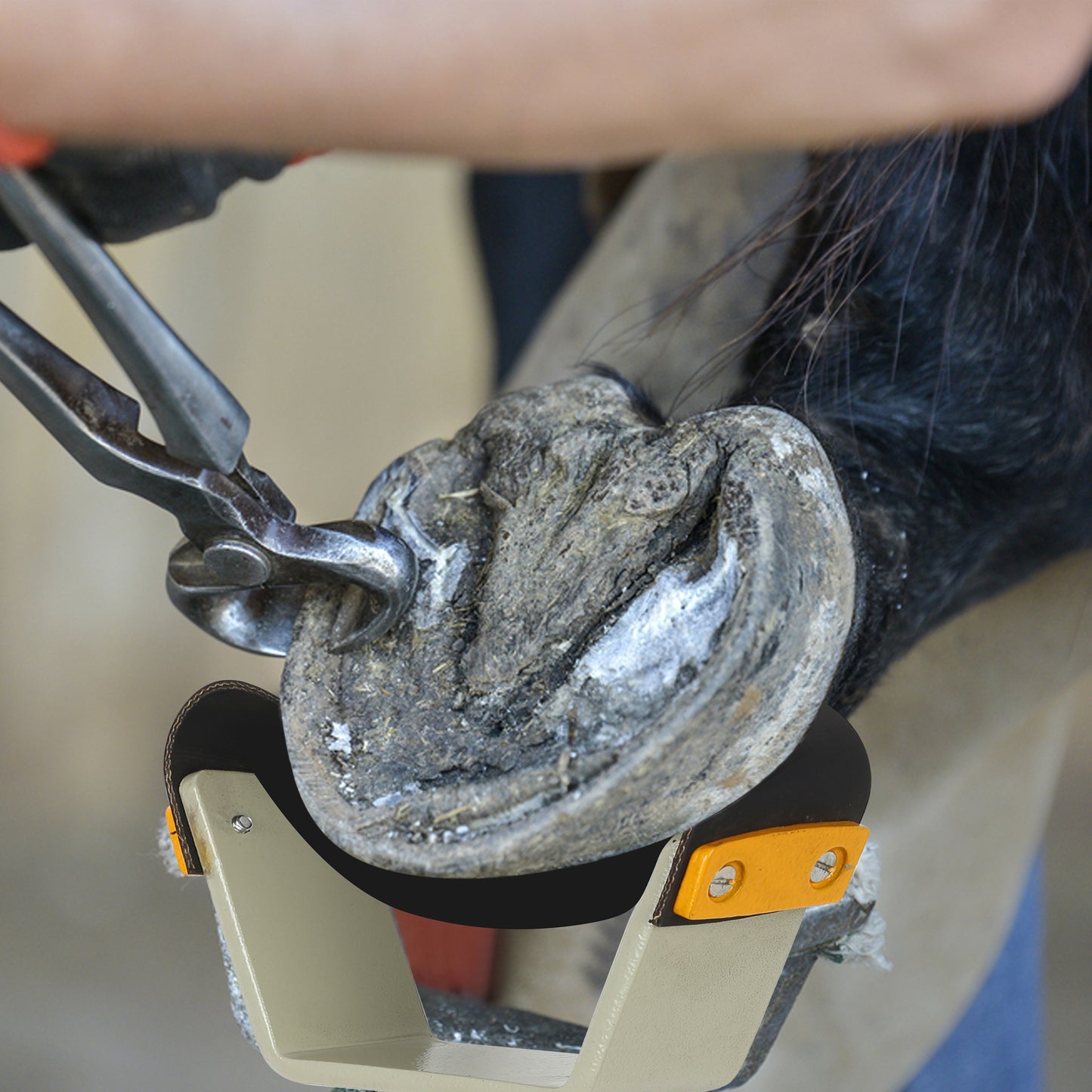 Farrier Hoof Stand.German Technology for Farriers Shoeing Stand, Trimming Hoof Stand for All Horse Sizes Strong 90 lb Magnet, Non-Slip Rubber Base (Red)